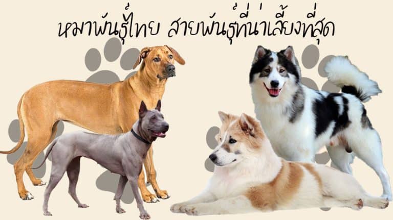 หมาพันธุ์ไทย