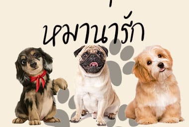 หมาน่ารัก สายพันธุ์ที่คนไทยเลี้ยงมากที่สุด